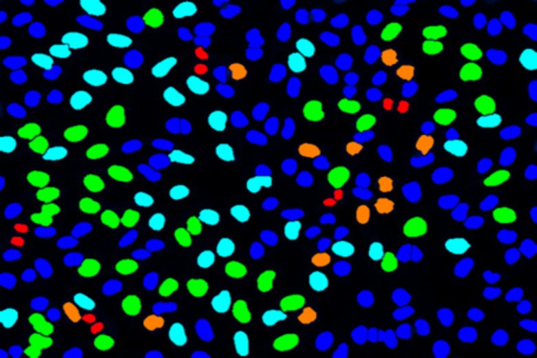 Image from Biomedicum Imaging Core. Credit: Florian Salomons