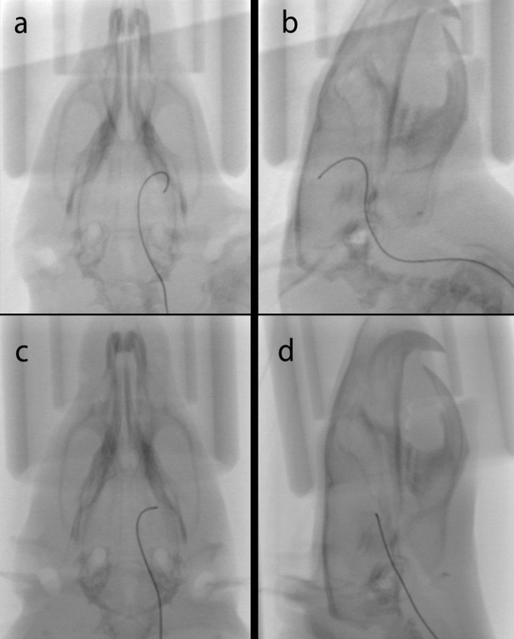 Angio CT of a rat head