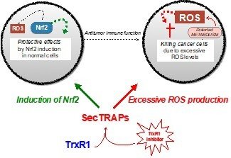 Scheme of SecTRAP effects in cells