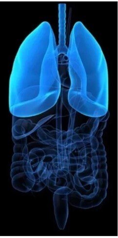 Decorative picture of lung
