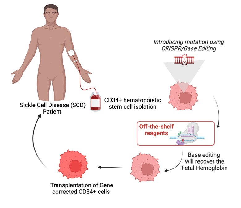 Simplified project overview for sickle cell anemia patients_Stephan Mielke.