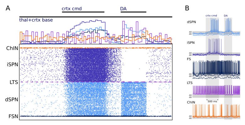 Diagramme/illustration of a simulation of the neural network in the striatum