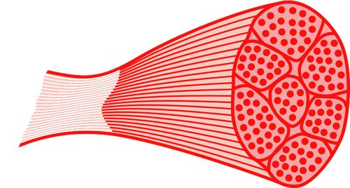 Illustration of a skeletal muscle fiber