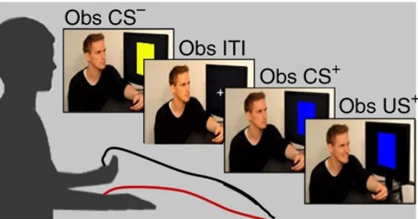 Observational learning paradigm