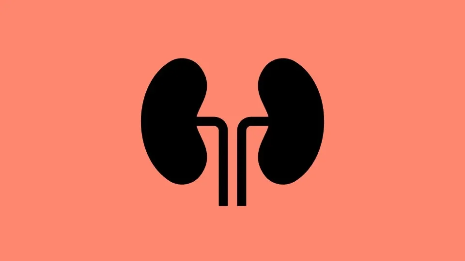 Icon of kidneys on orange background.