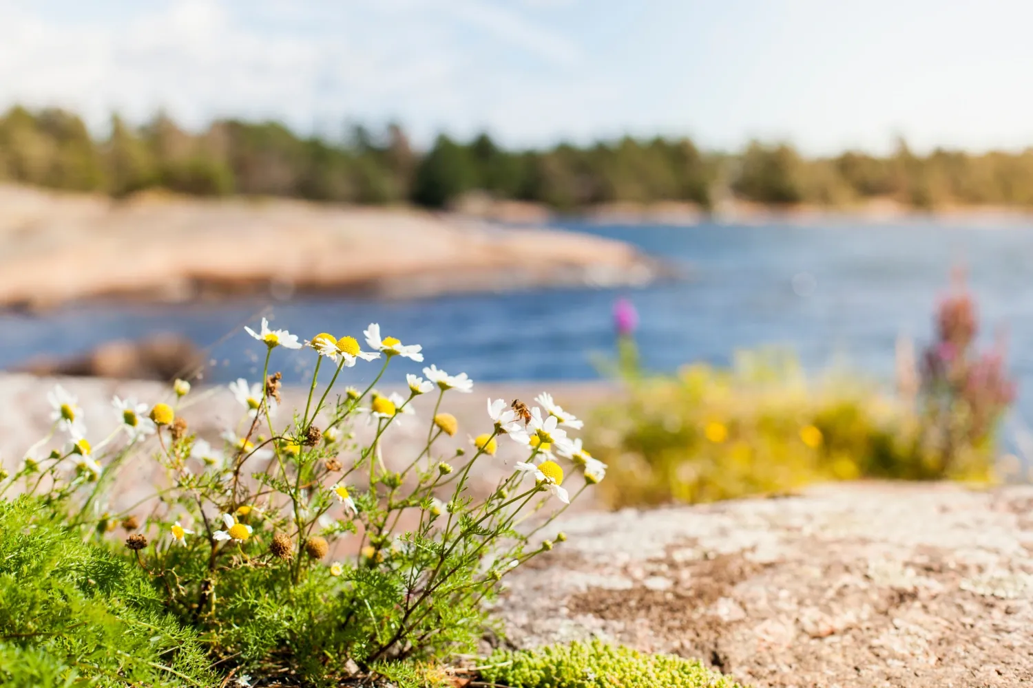 sommar i skärgården