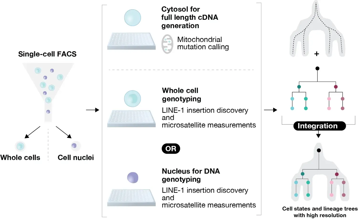 Multimodal analysis of clonal structures in molecularly defined cell types in humans.