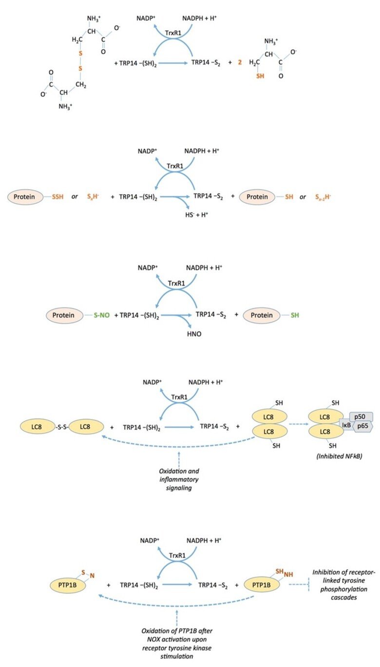 TRP14 redox scheme