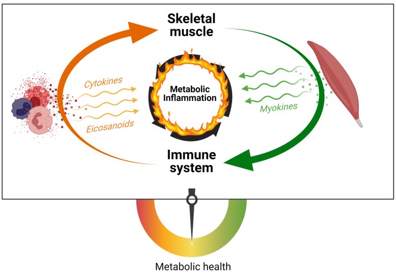 En illustration över inflammation och metabolism