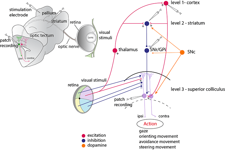 The interaction between the forebrain and the optic tectum