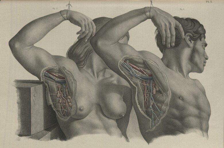 From "Surgical Anatomy" by Joseph Maclise (1815 – 1889). 1856.