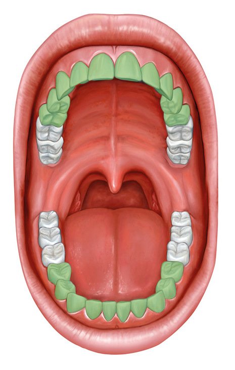 Markerade tänder som ingår i tiotandvård