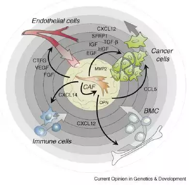 Tumor microenvironment