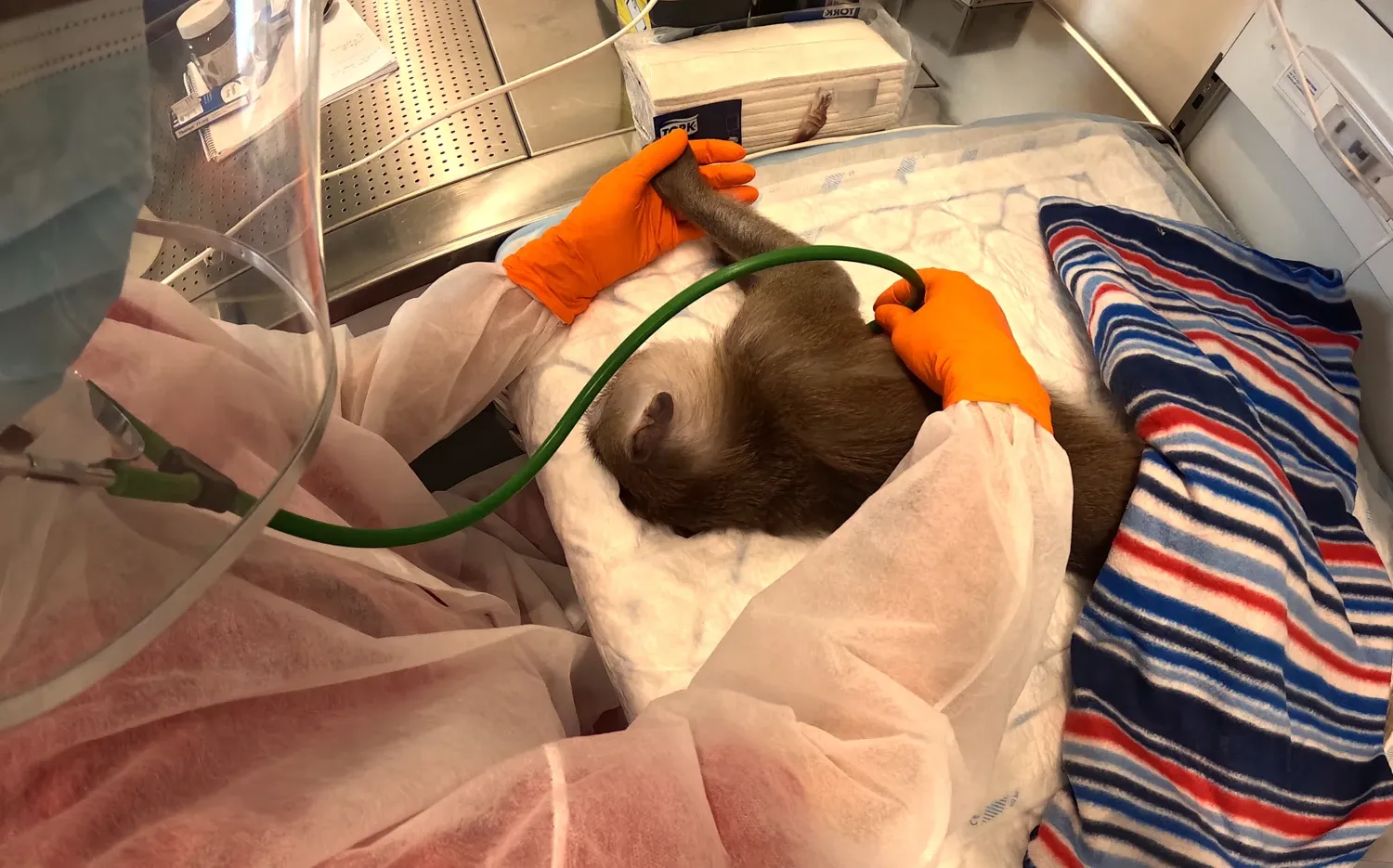 Apa undersöks av veterinär
