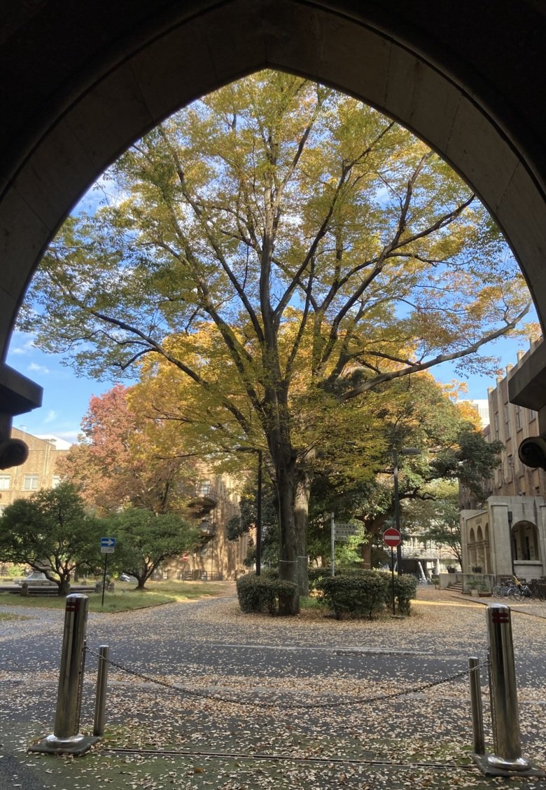 View through a stone vault in a building. View of large trees surrounded by the university area and buildings.