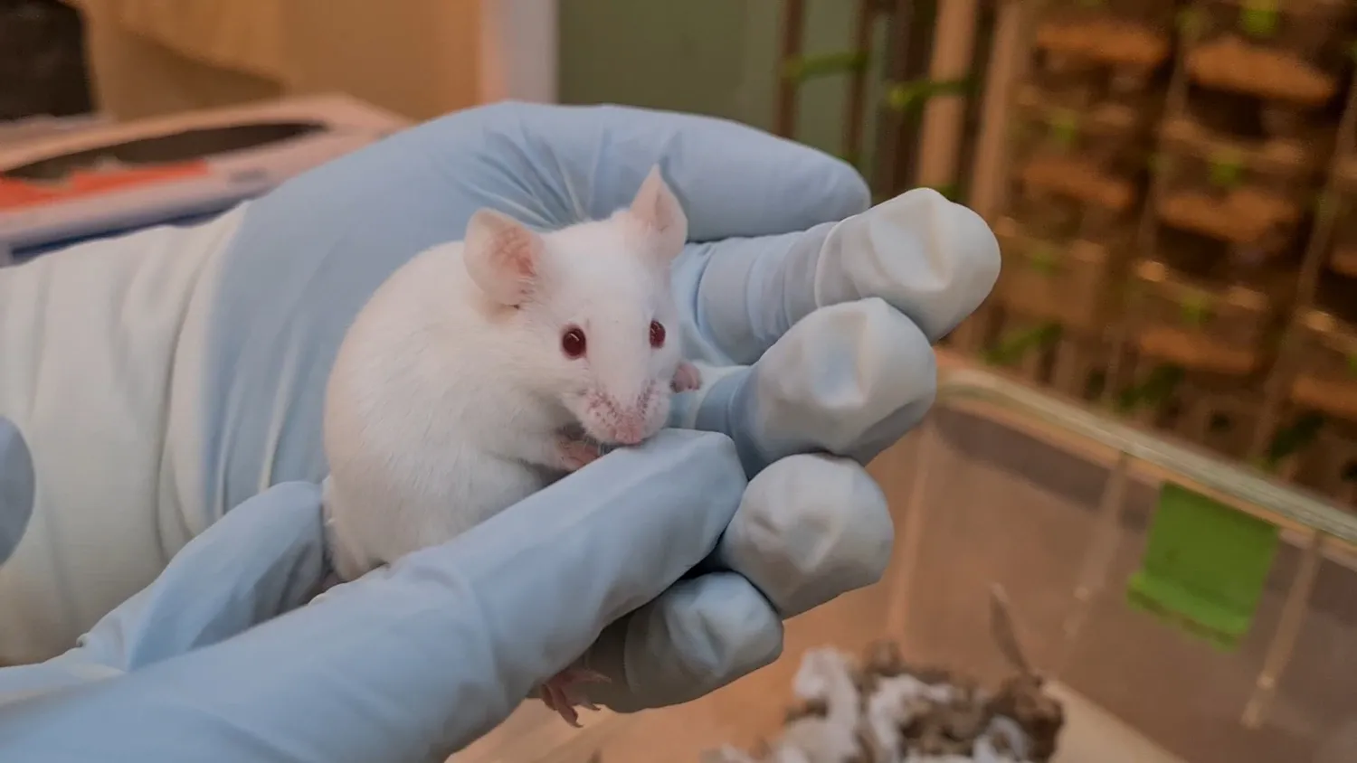 Handskbeklädda händer som försiktigt håller upp en vit mus.