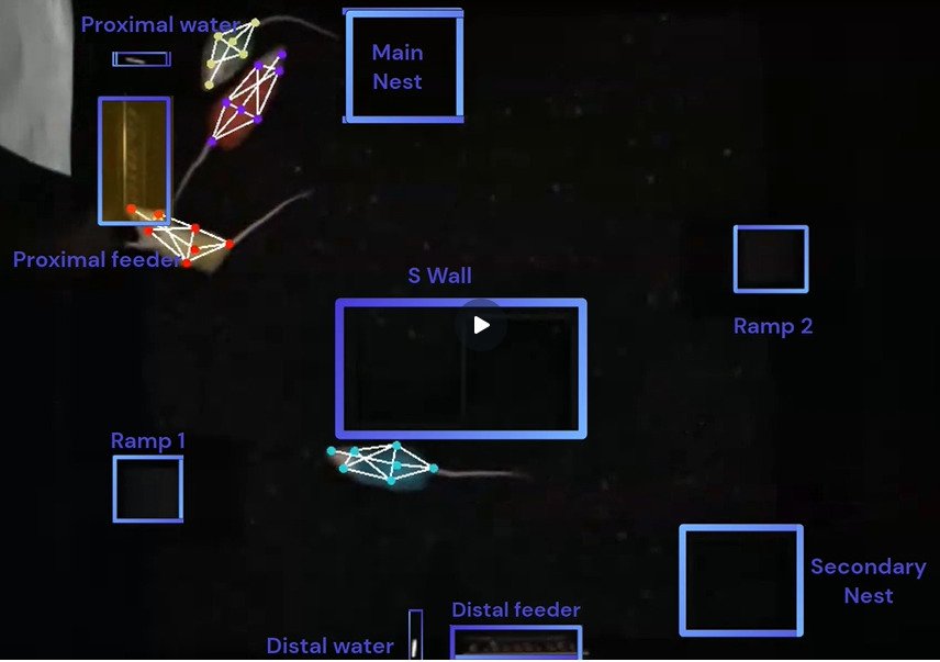 Animated film showing behaviour and moving patterns of mice.