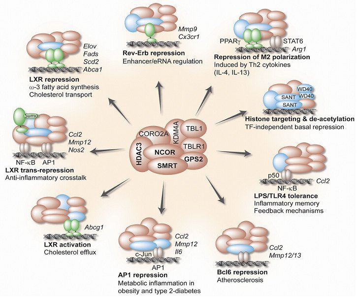 illustration with NCOR, HDAC3 etc in the middle, arrows leading out to different conditions, eg AP1 repression