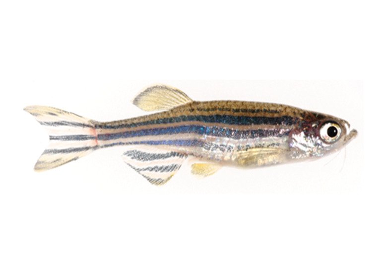 Biosafety and quality control with zebrafish in research