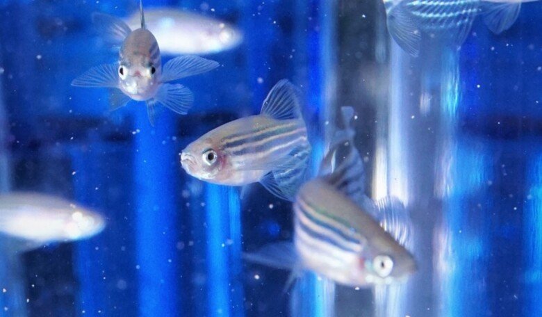 Facts about the zebrafish core facility