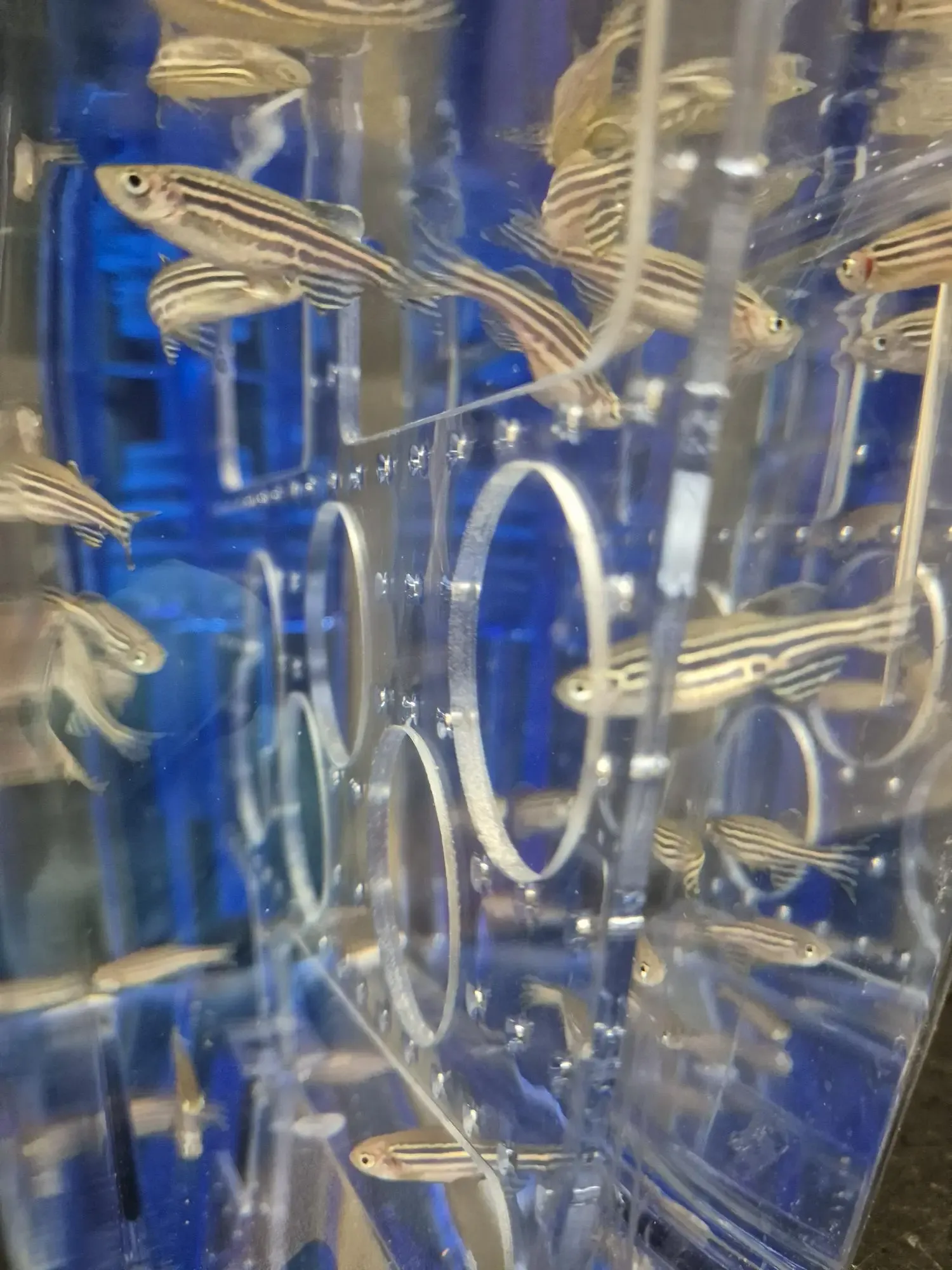 Zebrafish with enrichment