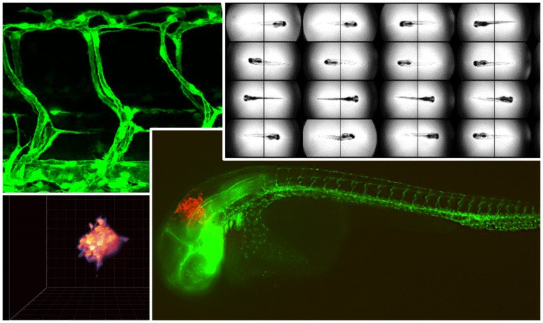 Zebrafish in biomedical research