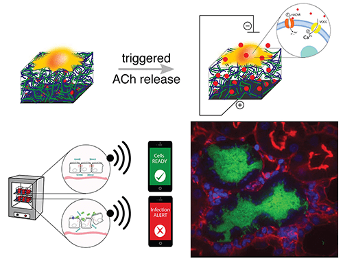 Controlled release of acetylcholine (ACh) from a conducting polymer matrix.