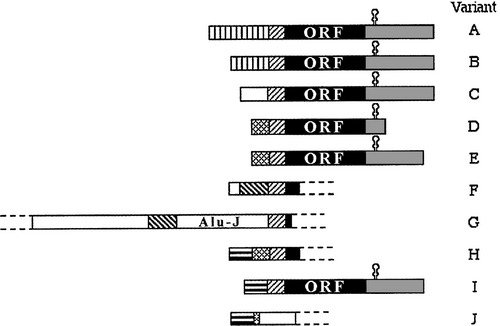 Alignment of TrxR1 cDNA