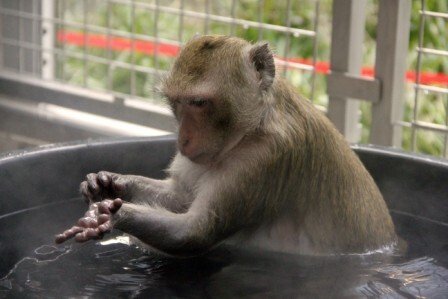Rhesus macaque taking a bath at the AFL anomal house. Credit: CM/KI.