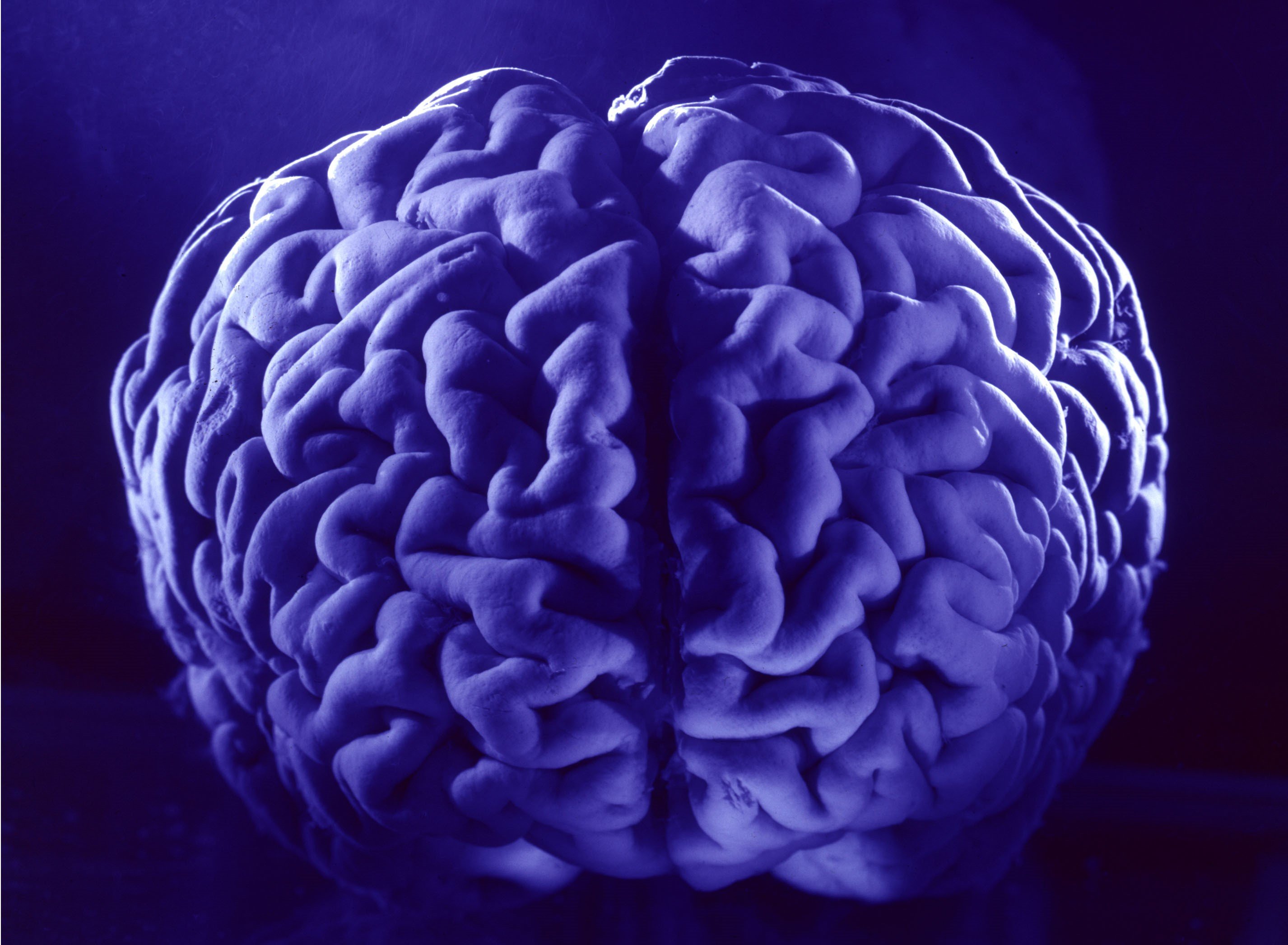 Bild på hjärnan i blått