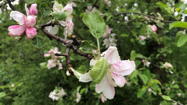 blommande äppelträd