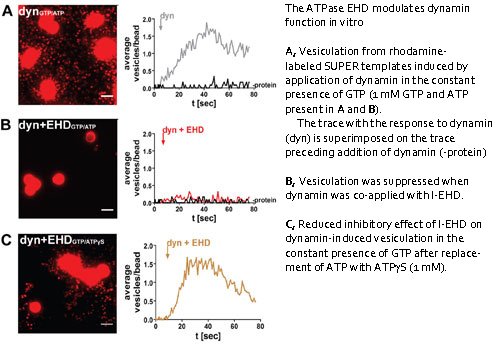 The ATPase EHD modulates dynamin function in vitro.