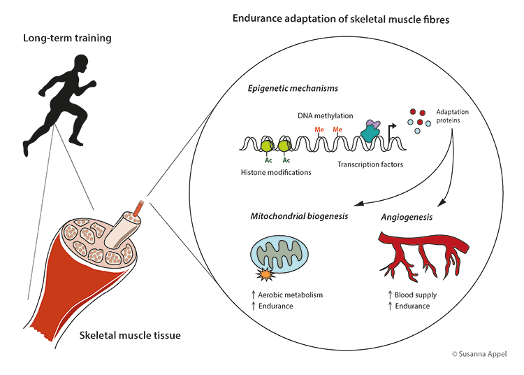 biological mechanisms physical exercise