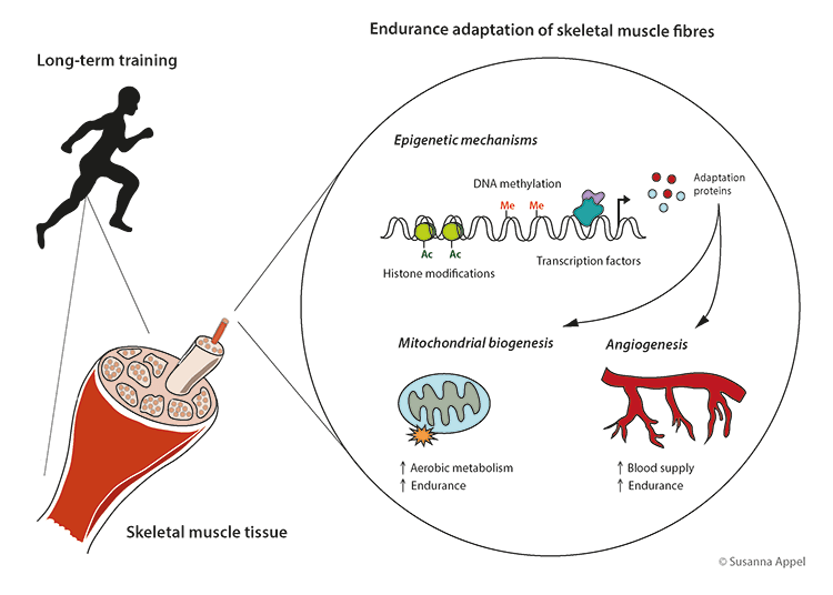 The molecular athlete: exercise physiology from mechanisms to medals