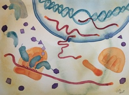 Illustration of Functional interactions of mammalian coding and noncoding transcriptomes