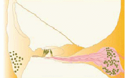 Barbara Canlon group research focus - illustration of cochlea.