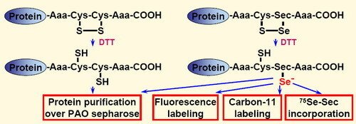 Schematic illustration of dithiol and selenolthiol tag applications.