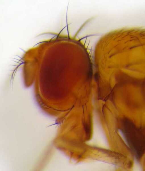 Head of a drosophila residua.