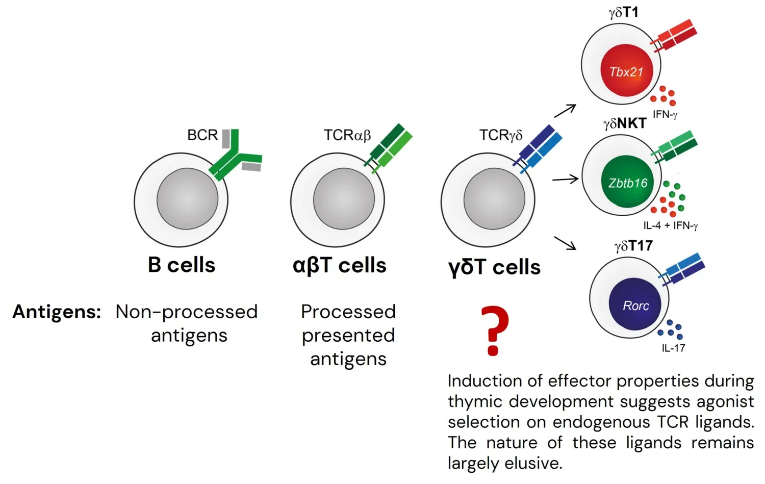 Elusive nature of endogenous antigens that drive γδT cell agonist selection