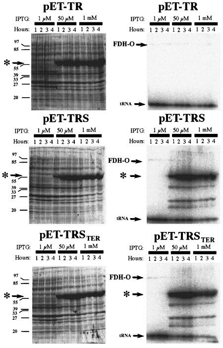 Expression of mammalian (rat) TrxR1 as a selenoprotein in E. coli.