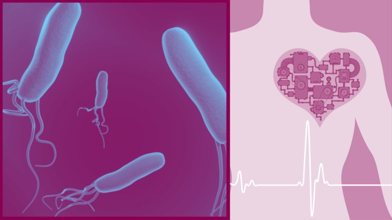kollage: magsårsbakterier och ett hjärta i kroppen.