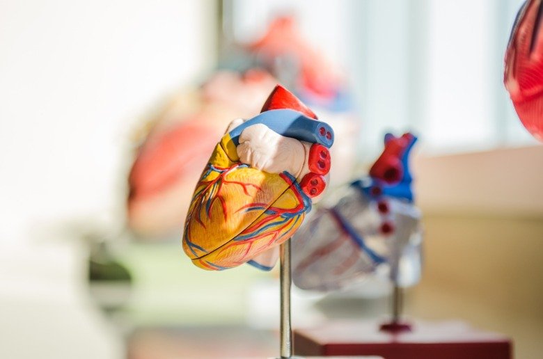 Modell av hjärta