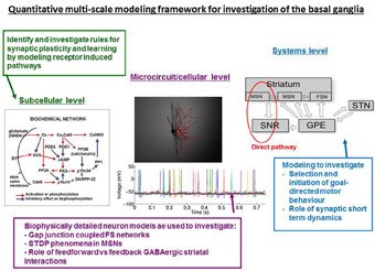 Quantitative multi-scale modeling framework for investigation of the basal ganglia