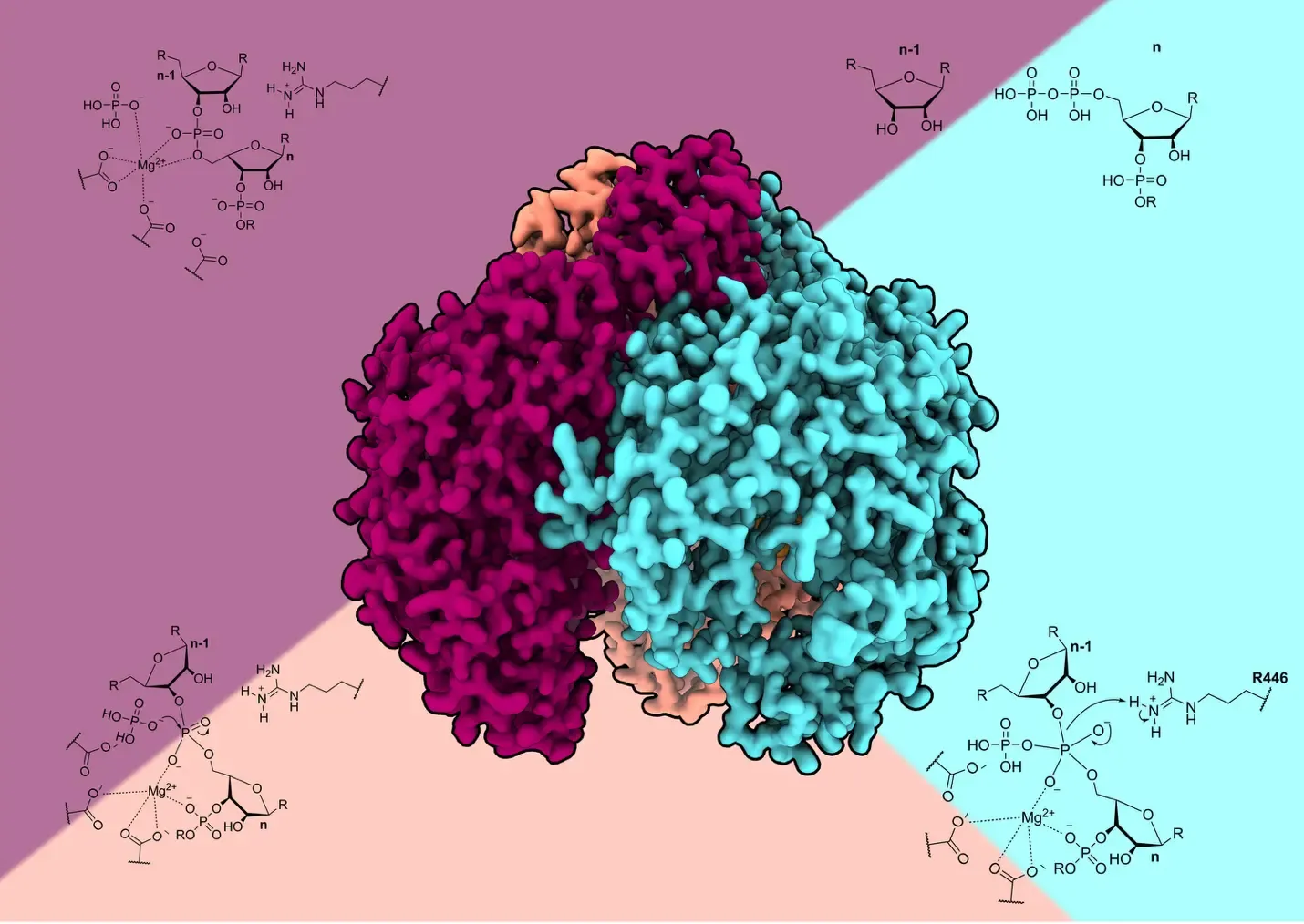 Illustration of human PNPase looking like a coral in the colours turquoise, peach and cerise pink.