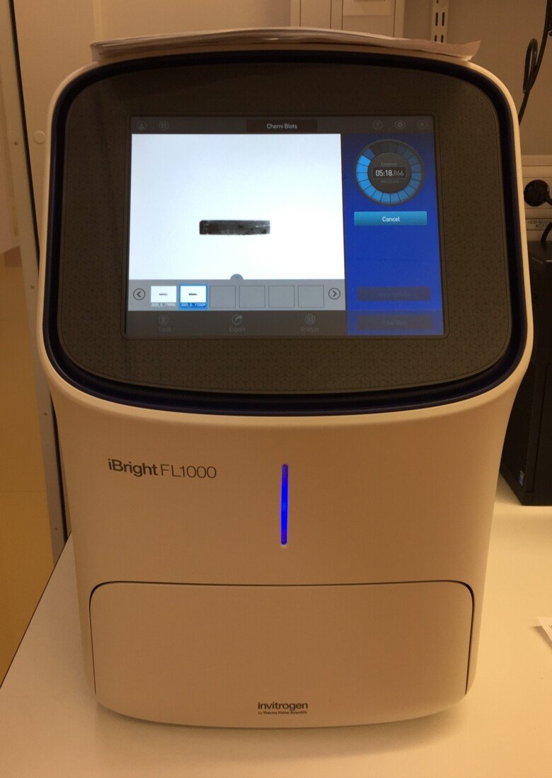 iBright gel documentation and Western blot imaging