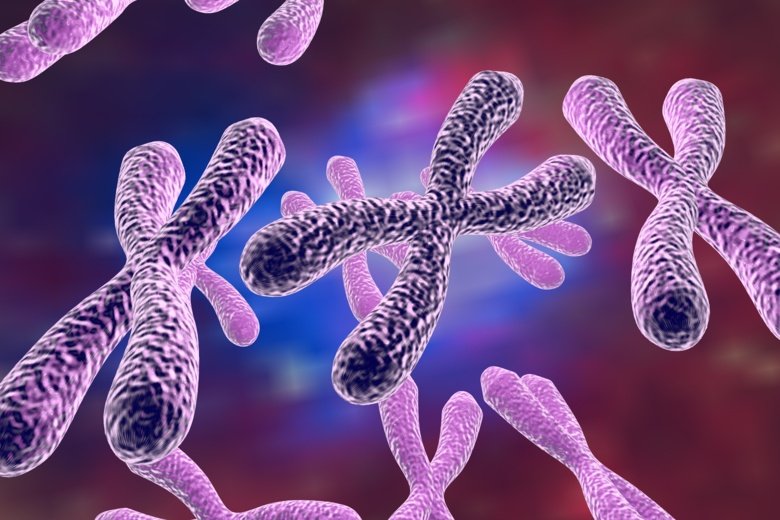 Illustration of human chromosomes.