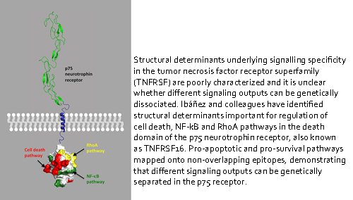 Pro-apoptotic and pro-survival pathways mapped onto non-overlapping epitopes, demonstrating that different signalling outputs can be genetically separated in the p75 receptor.