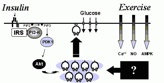 insulin signaling pathway