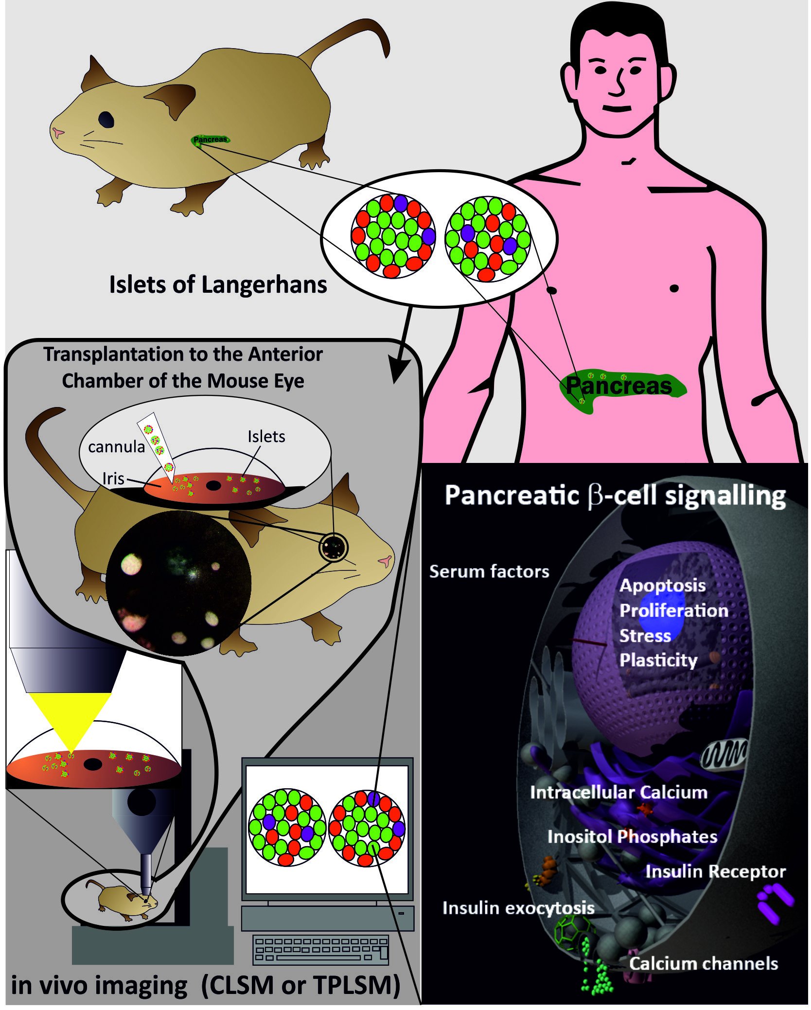 Invivo imaging workflow