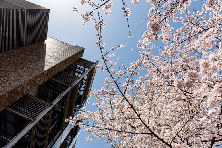 Building from below and cherry blossom (sakura).